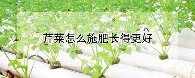 芹菜怎么施肥长得更好 芹菜怎么施肥长的更好