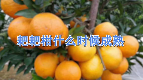 耙耙柑什么时候成熟（耙耙柑什么时候成熟?）