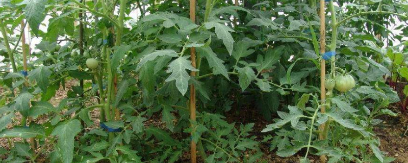 西红柿苗什么时候打枝 西红柿苗什么时候打枝好