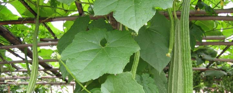 小丝瓜发黄脱落是什么原因（小丝瓜发黄脱落是什么原因引起的）