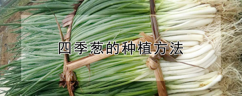 四季葱的种植方法（四季葱的种植方法视频）