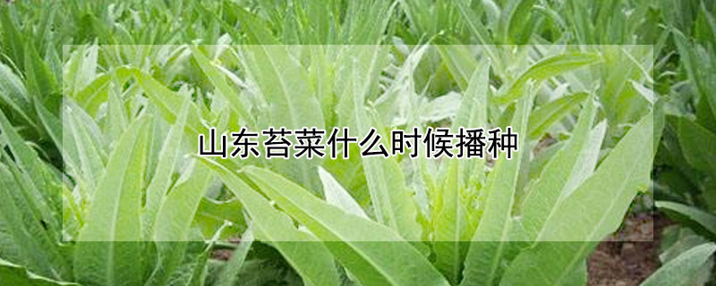 山东苔菜什么时候播种 山东苔菜什么时候播种好