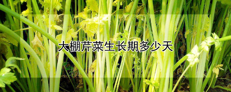 大棚芹菜生长期多少天 大棚芹菜生长期多少天施肥