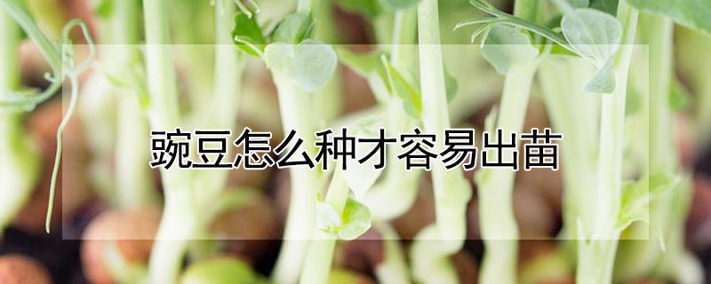 豌豆怎么种才容易出苗 新鲜豌豆怎么种才容易出苗