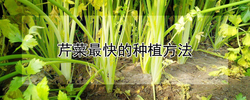 芹菜最快的种植方法（芹菜最快的种植方法角瓜）
