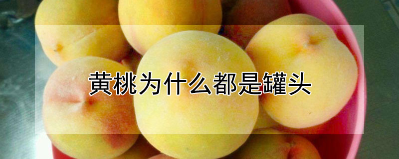 黄桃为什么都是罐头 黄桃罐头里面是黄桃吗