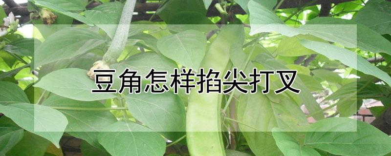 豆角怎样掐尖打叉 豆角怎样掐尖打叉图解