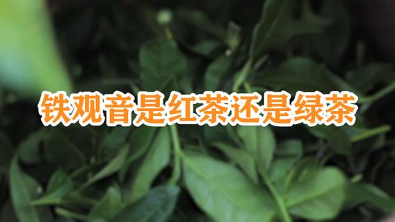 铁观音是红茶还是绿茶（大红袍是红茶还是绿茶）