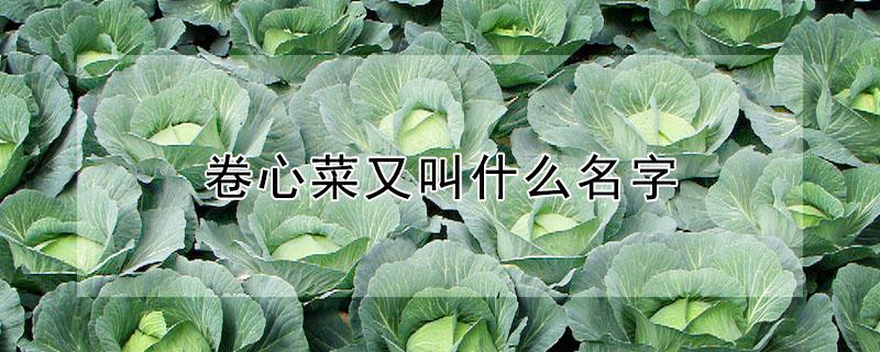 卷心菜又叫什么名字（卷心菜的学名叫什么）
