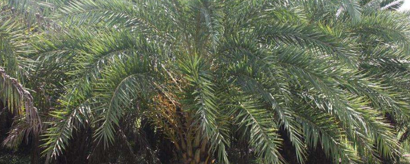 海枣树的养殖方法及注意事项 海枣树的养殖方法及注意事项