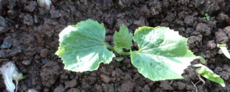 苦瓜苗怎么育出的快（怎样种苦瓜出苗快）