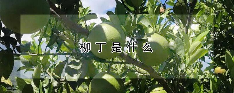 柳丁是什么（黑色柳丁是什么）