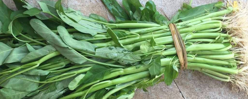 空心菜的种植方法 水培空心菜的种植方法