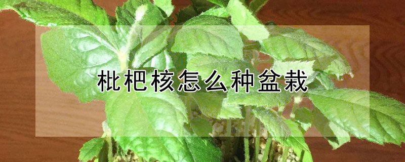 枇杷核怎么种盆栽 枇杷核怎么种盆栽图片