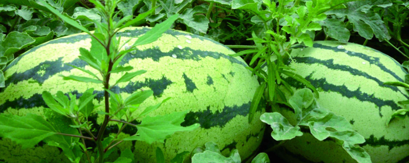 西瓜打头怎么打 西瓜打头怎么打尖留几叶