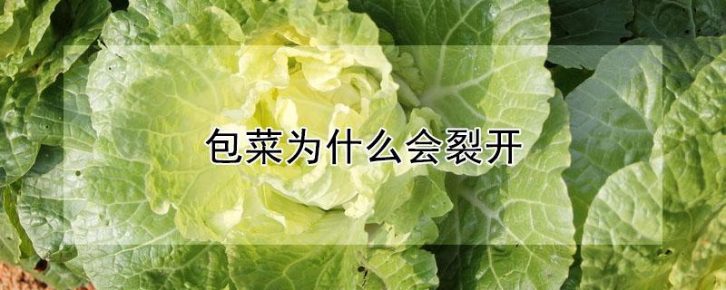 包菜为什么会裂开 包菜为什么会裂开的原因