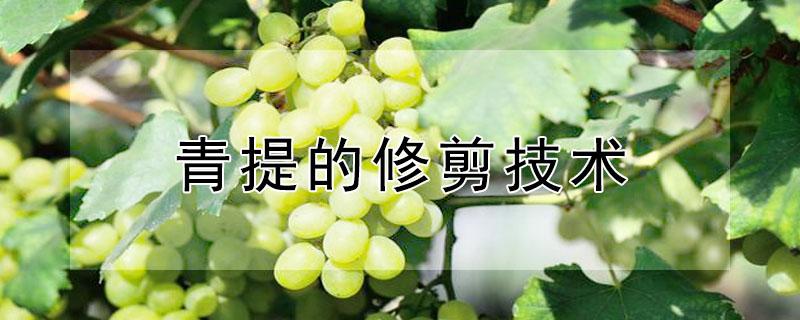 青提的修剪技术 青提怎么剥皮
