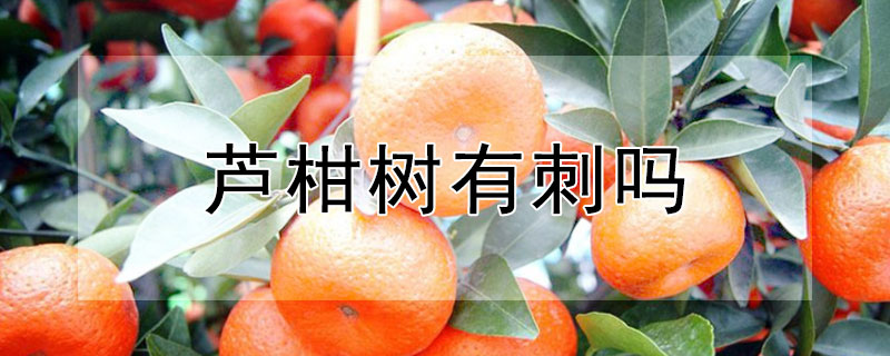 芦柑树有刺吗 椪柑有刺吗