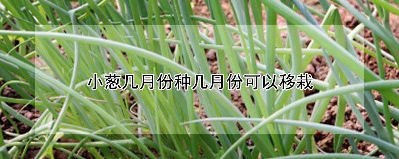 小葱几月份种几月份可以移栽 小葱几月份移栽最好