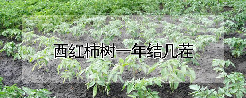 西红柿树一年结几茬 西红柿一年种几茬