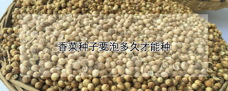 香菜种子要泡多久才能种 香菜种子要泡多久才能种出来