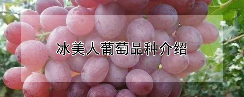 冰美人葡萄品种介绍（冰美人葡萄品种百科）