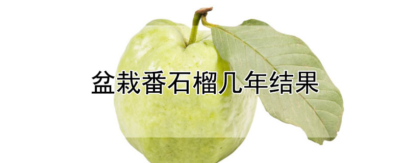 盆栽番石榴几年结果（番石榴种几年可以结果）