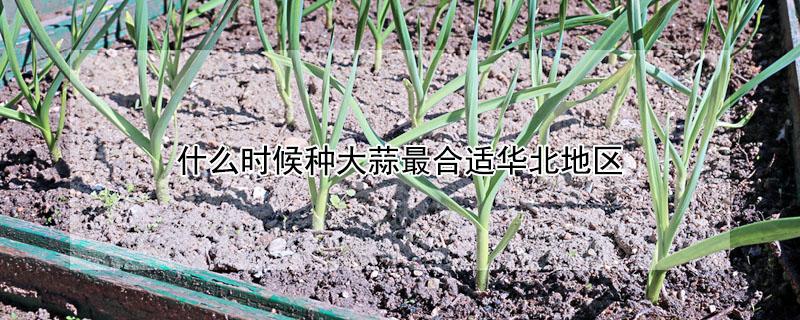 什么时候种大蒜最合适华北地区（大蒜什么时侯种最好）