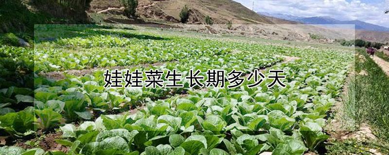 娃娃菜生长期多少天（娃娃菜生长期多少天施肥）