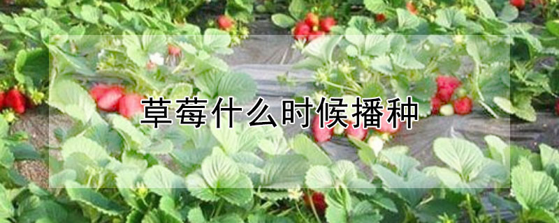 草莓什么时候播种 草莓什么时候播种育苗