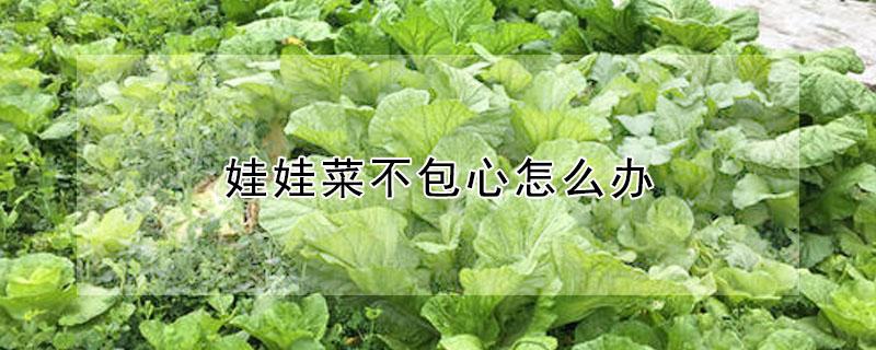 娃娃菜不包心怎么办 娃娃菜不包芯是怎么回事