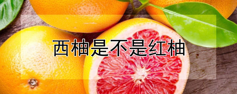 西柚是不是红柚 西柚是不是红柚类