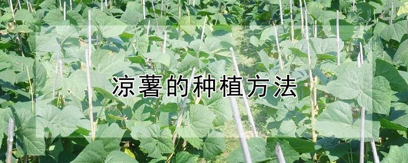 凉薯的种植方法（凉薯的种植方法和时间薯）