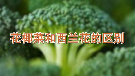 花椰菜和西兰花的区别（花椰菜和西兰花的区别 口感）