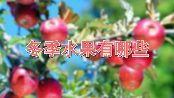 冬季水果有哪些（南方冬季水果有哪些）