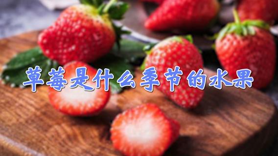 草莓是什么季节的水果 北方草莓是什么季节的水果