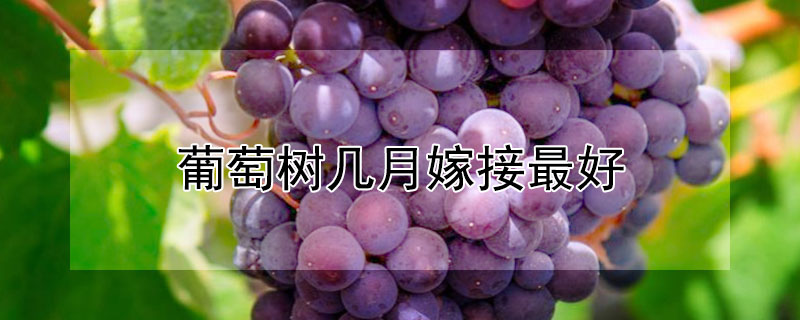 葡萄树几月嫁接最好（葡萄树几月嫁接最好活）
