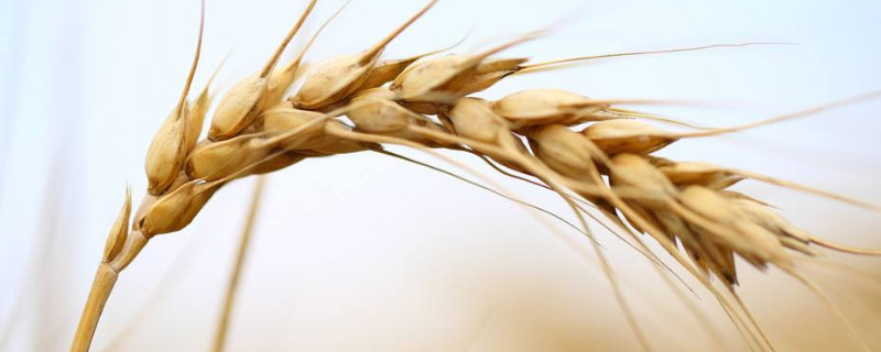 小麦花期能浇水吗 小麦花期能浇水吗?