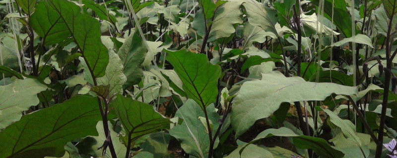 茄子卷叶是什么原因 茄子卷叶是什么原因?如何防治