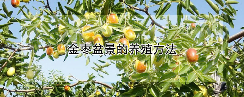 金枣盆景的养殖方法（金枣盆景冬天的养殖方法）