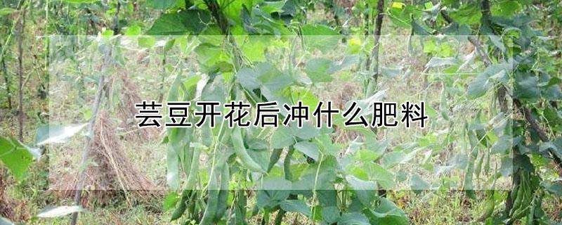 芸豆开花后冲什么肥料 芸豆开花后冲什么肥料好
