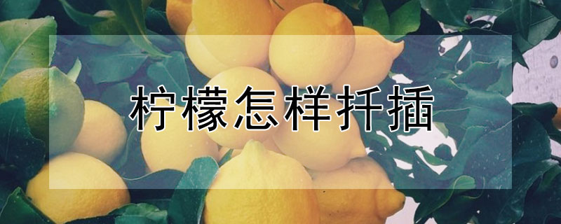 柠檬怎样扦插（柠檬怎样扦插才能成活）