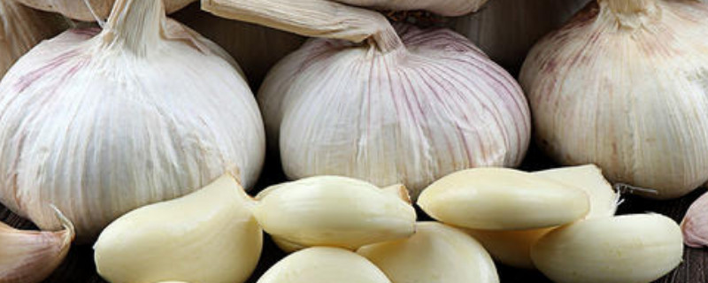 北方春季大蒜种植方法 北方春季大蒜种植方法和时间