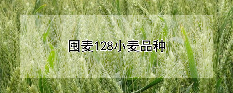 囤麦128小麦品种 囤麦128小麦品种特性