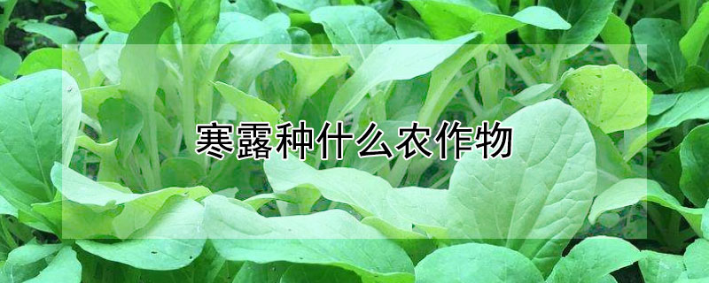 寒露种什么农作物 寒露种什么农作物最好