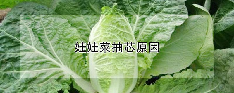 娃娃菜抽芯原因（娃娃菜不包芯是怎么回事）