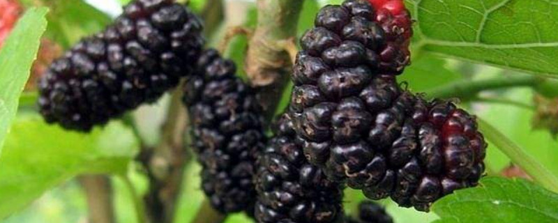 桑树的种植方法（桑树的种植方法的图片）