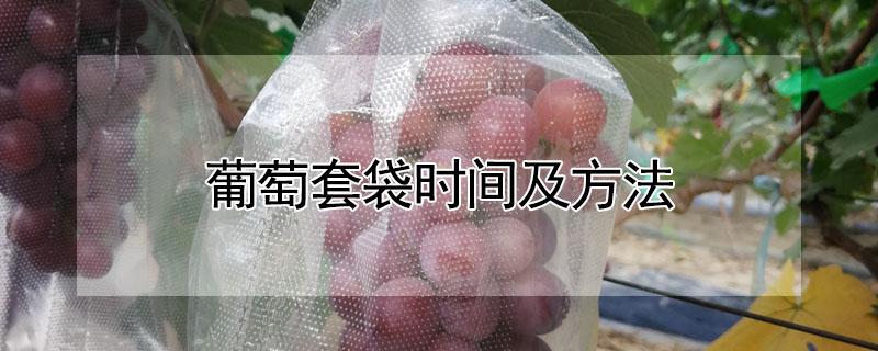 葡萄套袋时间及方法 葡萄套袋时间及方法下雨天能给葡萄套袋吗?