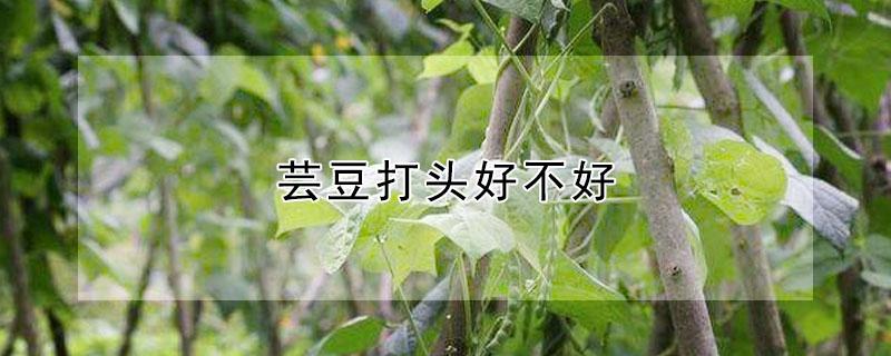 芸豆打头好不好（芸豆多高打头为宜）