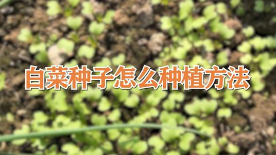 白菜种子怎么种植方法 白菜种子怎么种植方法图片